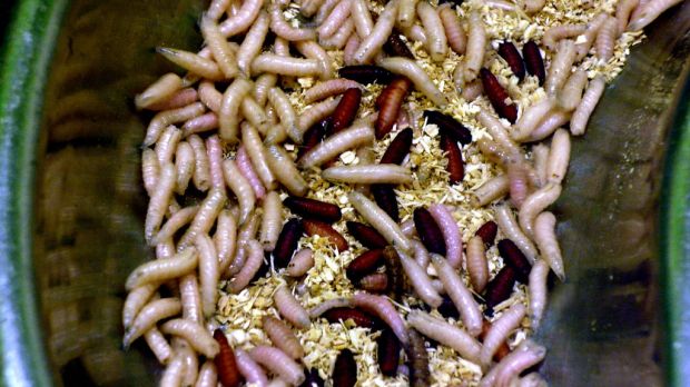 By Cory Doctorow - Flickr: Maggots, London Zoo, London.JPG, CC BY-SA 2.0, https://commons.wikimedia.org/w/index.php?curid=17973437